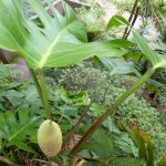 Anana-banane du philodendron