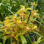 orchidée multiple